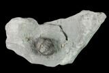 Wide Enrolled Flexicalymene Trilobite - Mt Orab, Ohio #137480-1